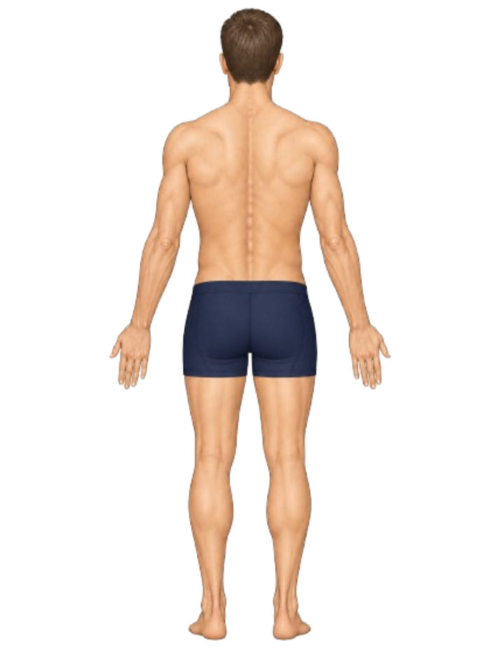 Human body — back view